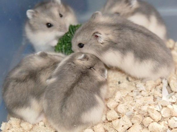 Породы хомяков | ЗооТом - продажа, вязка и услуги для животных в Шахунье