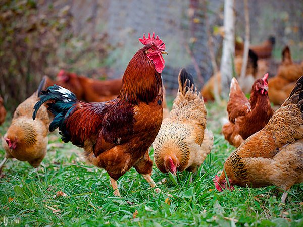 Породы куриц | ЗооТом - продажа, вязка и услуги для животных в Шахунье