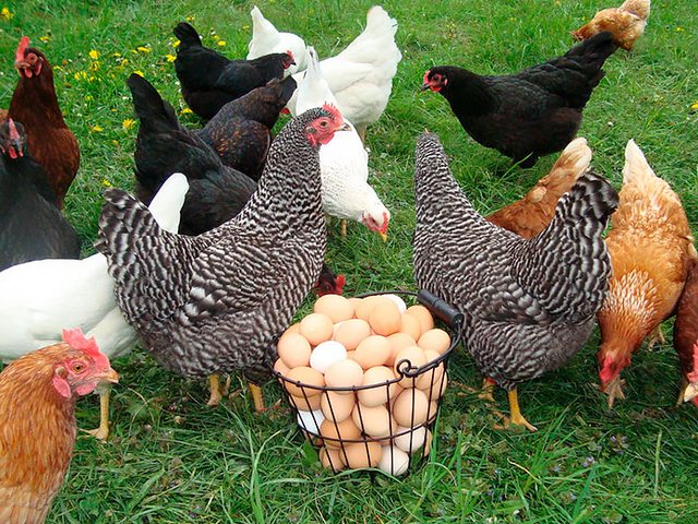 Содержание кур и уход за ними | ЗооТом - продажа, вязка и услуги для животных в Шахунье