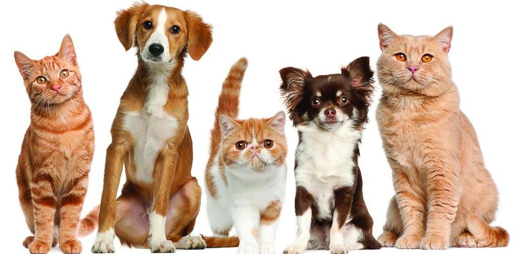 Доска объявлений о животных | ЗооТом - продажа, вязка и услуги для животных в Шахунье