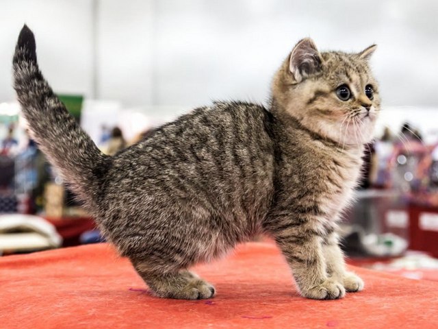 Породы кошек в Шахунье | ЗооТом портал о животных