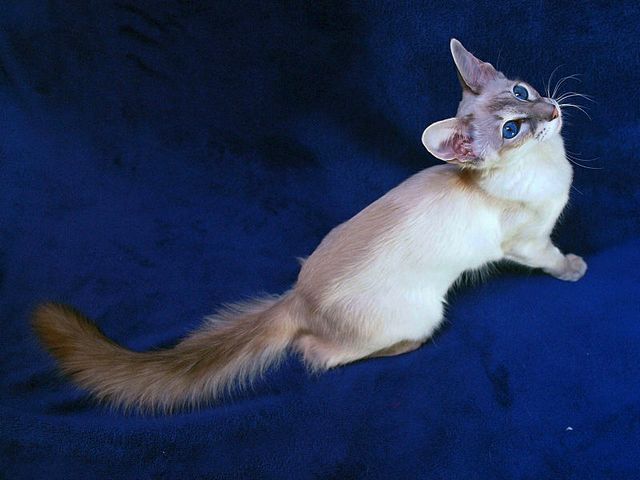 Выведенные породы кошек в Шахунье | ЗооТом портал о животных