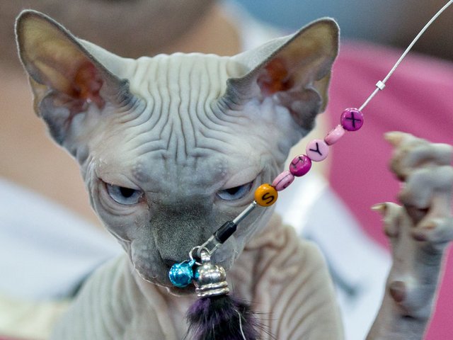 Выставки кошек в Шахунье | ЗооТом портал о животных