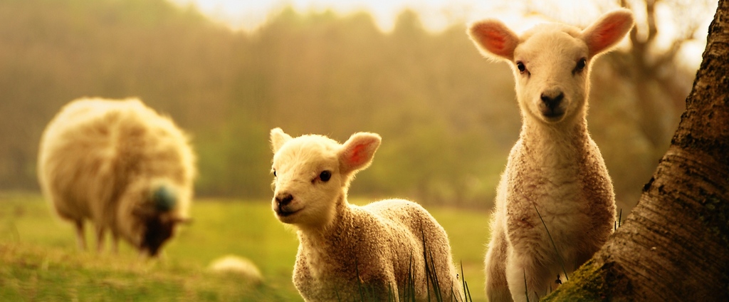 Объявления о сельскохозяйственных животных | ЗооТом - продажа, вязка и услуги для животных в Шахунье