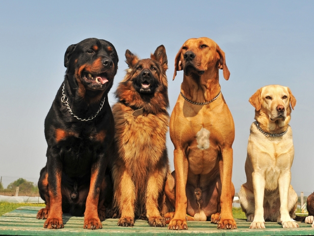 Крупные породы собак в Шахунье | ЗооТом портал о животных