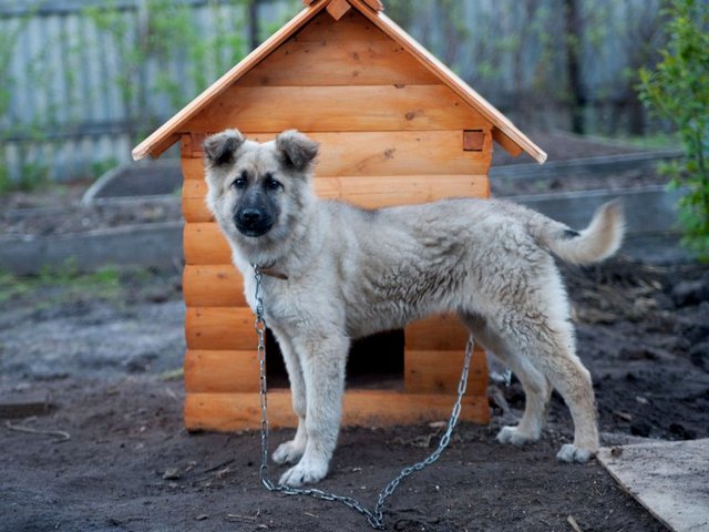 Все о собаках в Шахунье Все о собаках в Шахунье